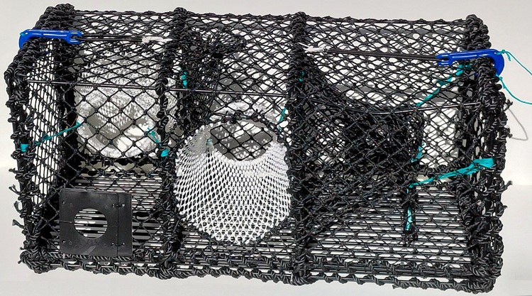 Hummer og krabbeteine med innerkammer